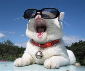 高清可爱猫叔图片